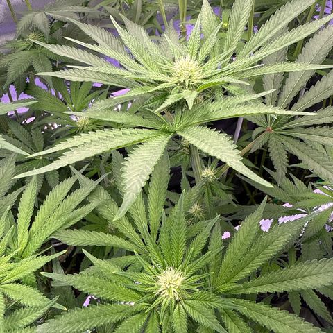 Zorros x Papaya Drip #3 growlog timeline photo