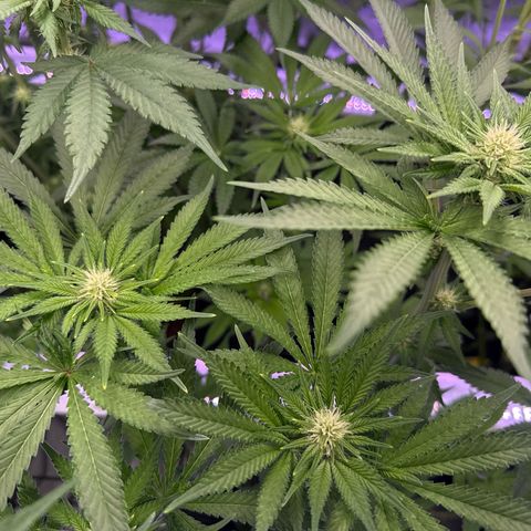 Zorros x Papaya Drip #3 growlog timeline photo