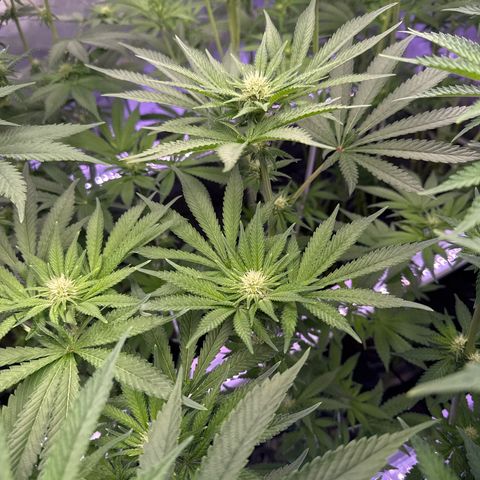 Zorros x Papaya Drip #3 growlog photo: Middle plant hard to photo. Smaller than the rest.