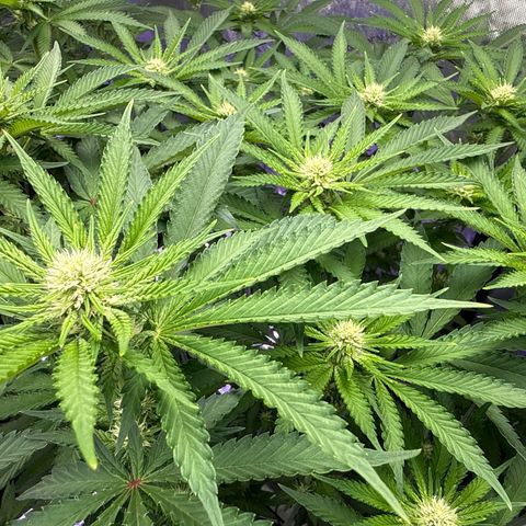 Zorros x Papaya Drip #2 growlog timeline photo