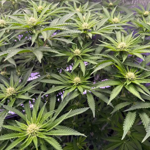 Zorros x Papaya Drip #2 growlog timeline photo