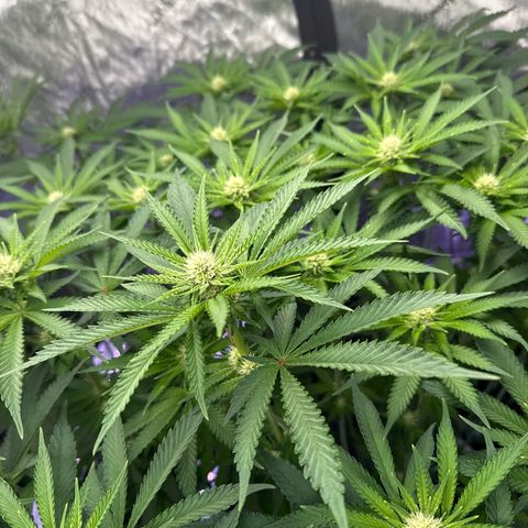 Zorros x Papaya Drip #2 growlog timeline photo