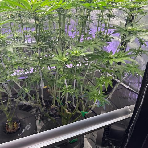 Zorros x Papaya Drip #2 growlog timeline photo