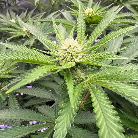 Zorros x Papaya Drip #2 growlog timeline photo