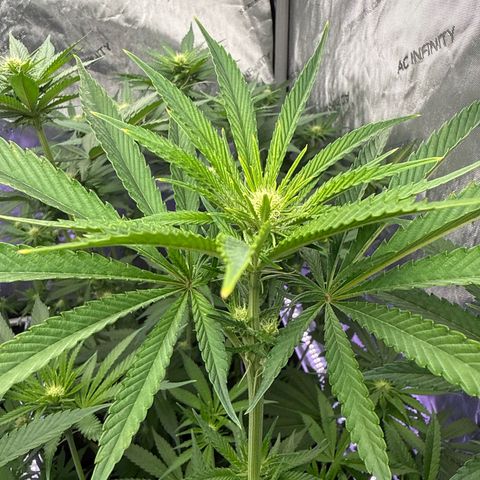Zorros x Papaya Drip #1 growlog timeline photo