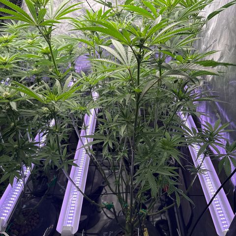 Zorros x Papaya Drip #1 growlog timeline photo