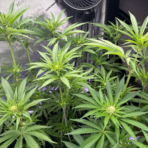 Zorros x Papaya Drip #1 growlog timeline photo