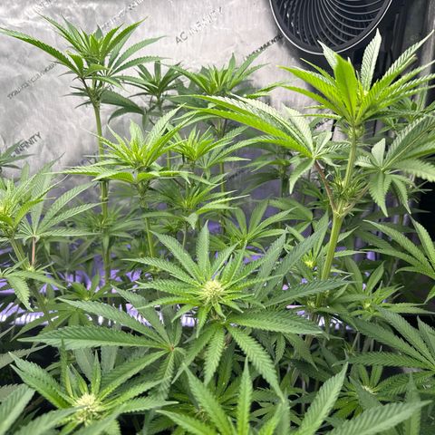 Zorros x Papaya Drip #1 growlog timeline photo