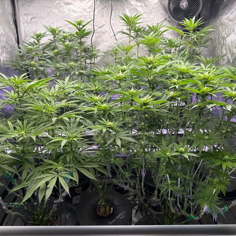 Papaya Frosting #2 growlog timeline photo