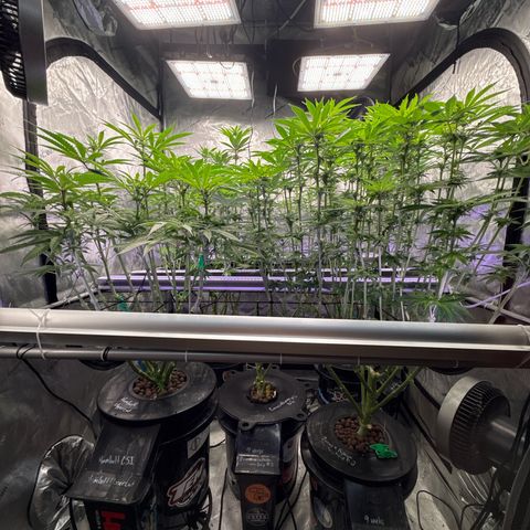 Papaya Frosting #2 growlog timeline photo