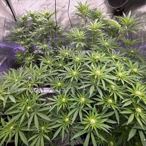 Papaya Frosting #2 growlog timeline photo