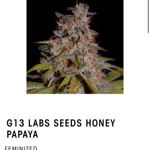 Honey Papaya #2 growlog timeline photo