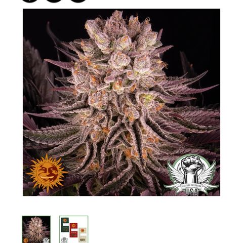 Mimosa x Orange Punch #1 growlog timeline photo