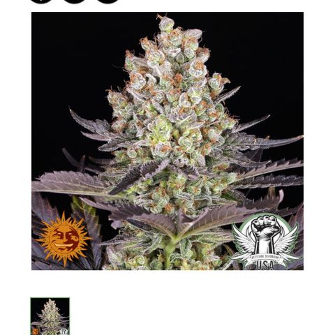 Papaya Frosting #2 growlog timeline photo