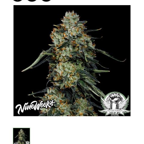 Zorros x Papaya Drip #2 growlog timeline photo