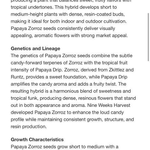 Zorros x Papaya Drip #2 growlog timeline photo