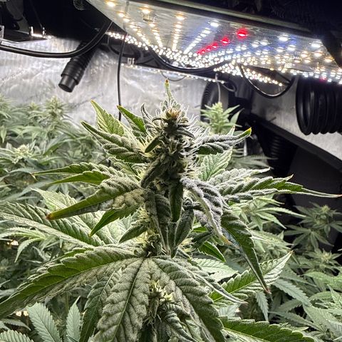 Honey Papaya #1 growlog timeline photo