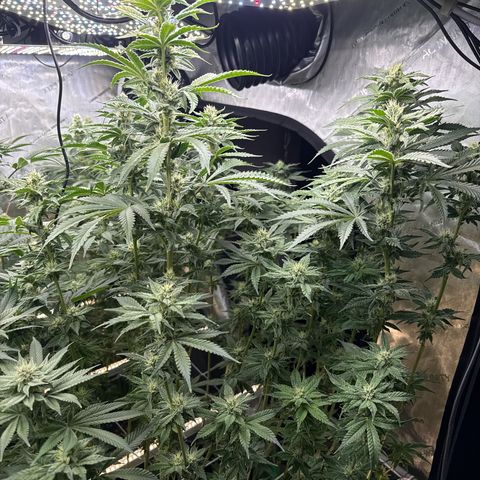 Honey Papaya #1 growlog timeline photo