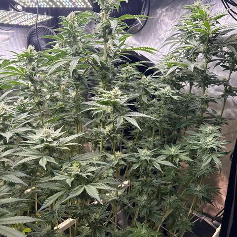 Honey Papaya #1 growlog timeline photo