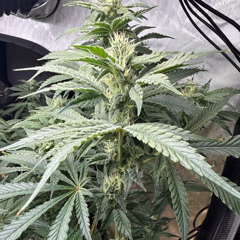 Honey Papaya #1 growlog timeline photo