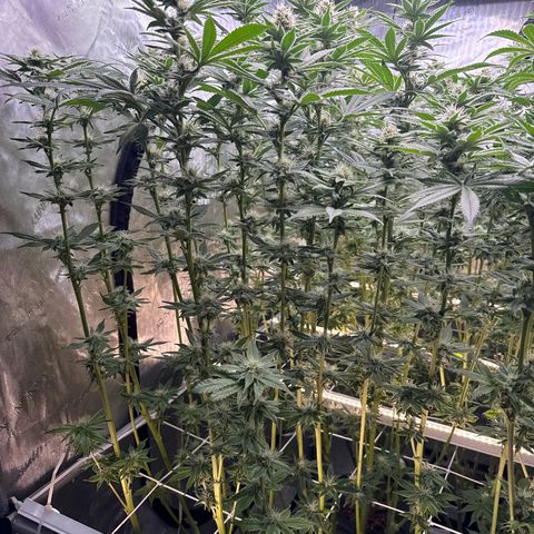 Mimosa x Orange Punch #1 growlog timeline photo