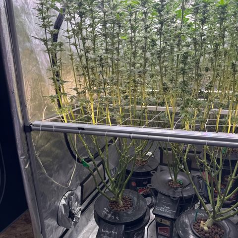 Mimosa x Orange Punch #1 growlog timeline photo