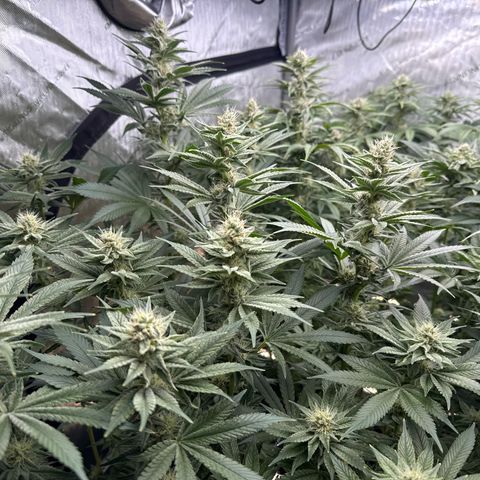 Mimosa x Orange Punch #1 growlog timeline photo