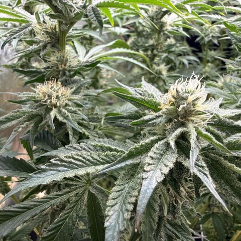 Mimosa x Orange Punch #2 growlog timeline photo