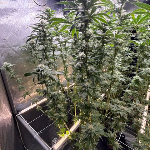 Mimosa x Orange Punch #2 growlog timeline photo