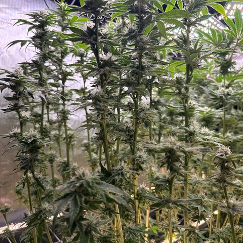 Mimosa x Orange Punch #2 growlog timeline photo