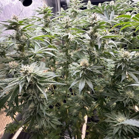 Mimosa x Orange Punch #2 growlog timeline photo