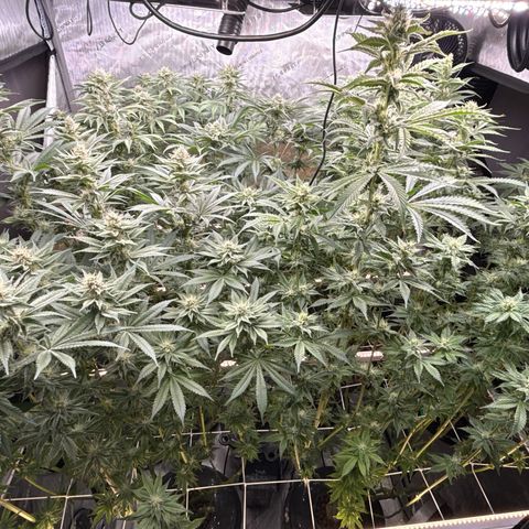 Honey Papaya #2 growlog timeline photo