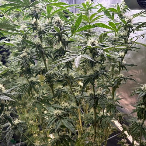 Honey Papaya #2 growlog timeline photo