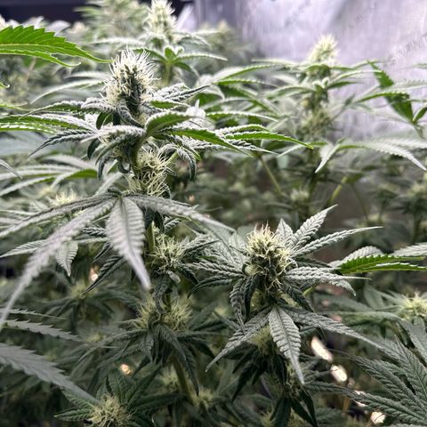 Honey Papaya #2 growlog timeline photo