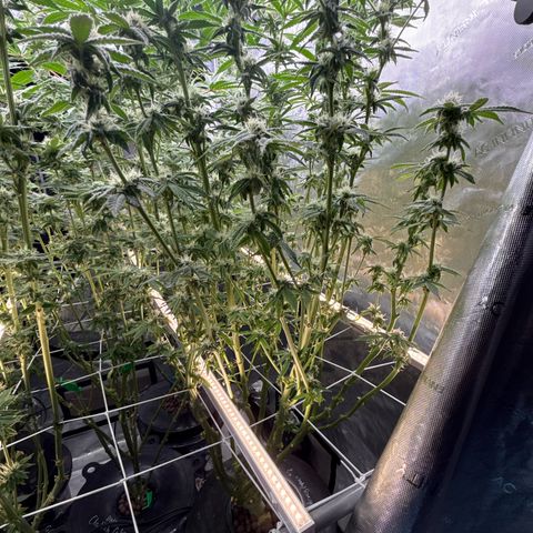 Honey Papaya #2 growlog timeline photo