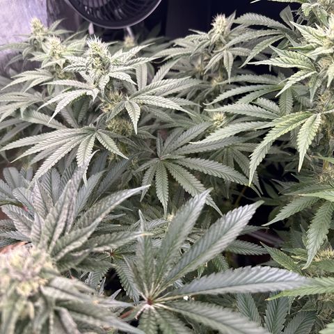 Honey Papaya #2 growlog timeline photo