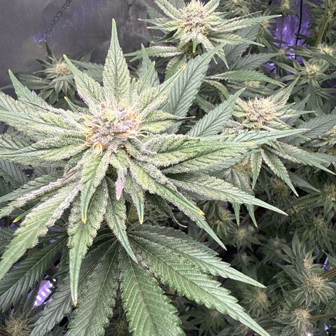 Papaya Frosting #2 growlog timeline photo