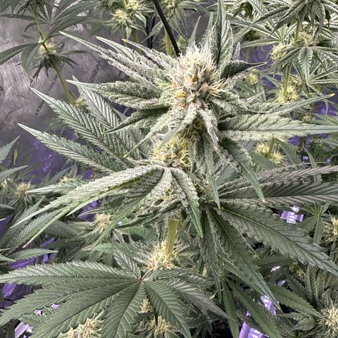 Papaya Frosting #2 growlog timeline photo