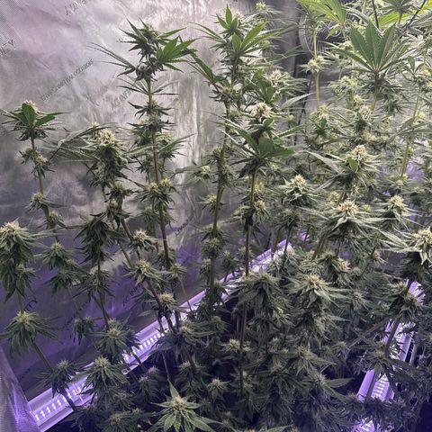 Papaya Frosting #2 growlog timeline photo