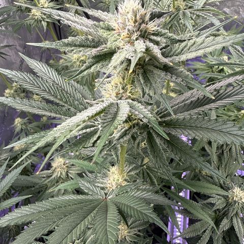 Papaya Frosting #2 growlog timeline photo