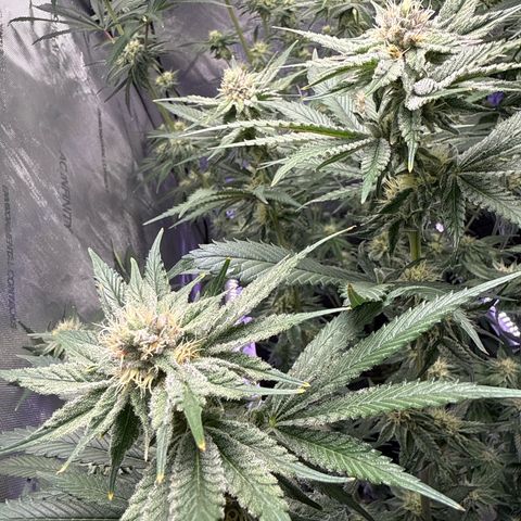 Papaya Frosting #2 growlog timeline photo