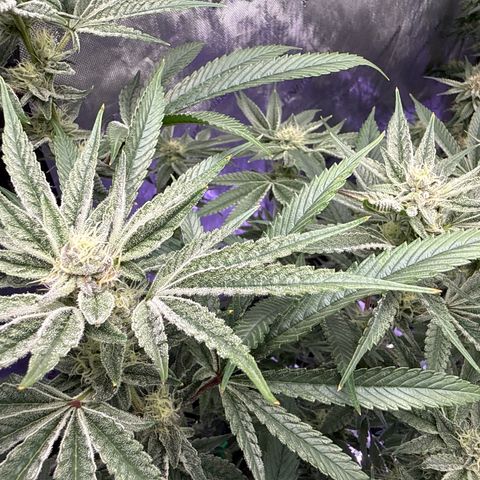 Humboldt Uppercut growlog timeline photo