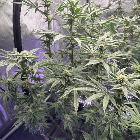 Humboldt Uppercut growlog timeline photo