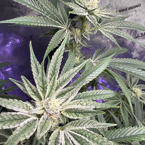 Humboldt Uppercut growlog timeline photo