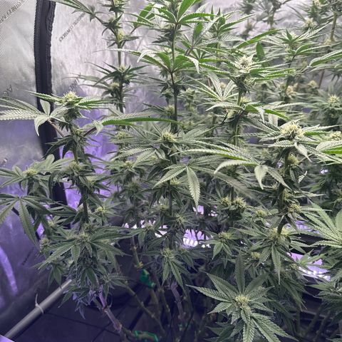 Humboldt Uppercut growlog timeline photo