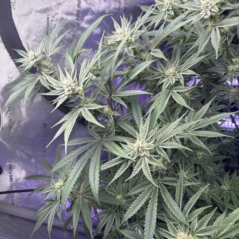 Humboldt Uppercut growlog timeline photo