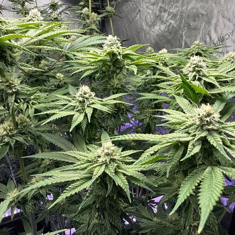 Zorros x Papaya Drip #2 growlog timeline photo