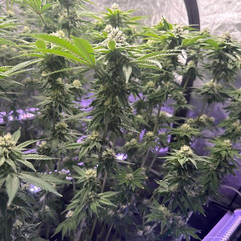 Zorros x Papaya Drip #2 growlog timeline photo