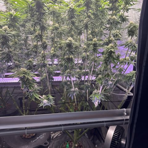 Zorros x Papaya Drip #2 growlog timeline photo
