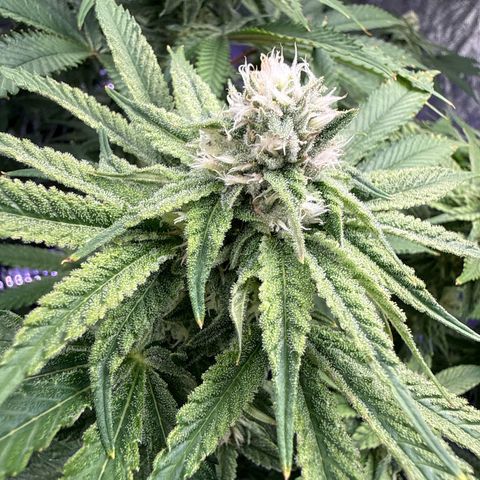 Zorros x Papaya Drip #2 growlog timeline photo